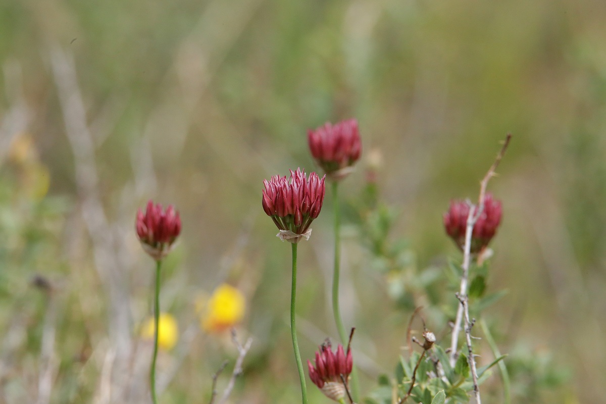 Image of Allium inconspicuum specimen.