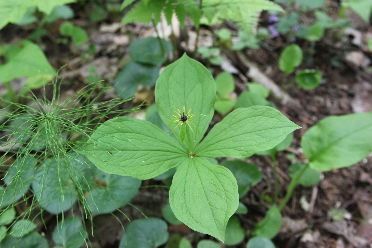 Image of Paris quadrifolia specimen.