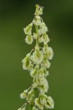 Rumex acetosa. Часть соцветия. Ленинградская обл., Лужский р-н, пойма р. Луга у дер. Кемка. 10.06.2010.