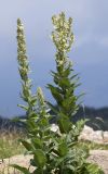 Verbascum lychnitis