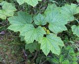 Oplopanax elatus. Растения с созревающими плодами. Приморский край, Шкотовский р-н, хр. Большой Воробей, выс. 1230 м н.у.м., в пихтово-еловом зеленомошном лесу на северном склоне. 24.07.2020.