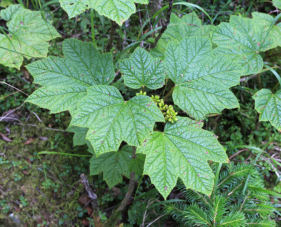 Image of Oplopanax elatus specimen.