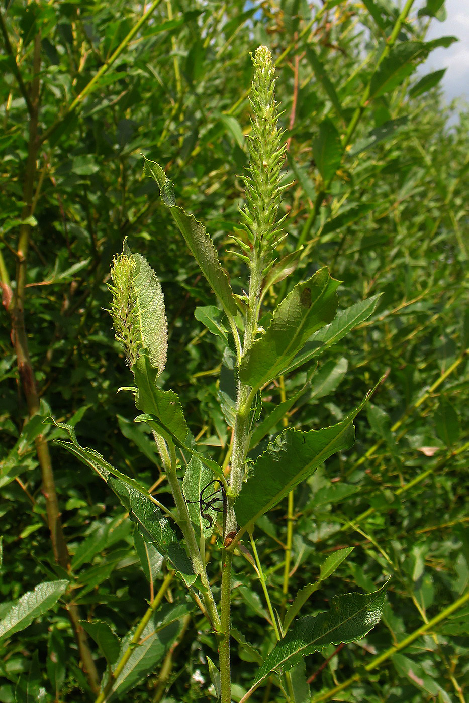 Image of Salix myrsinifolia specimen.