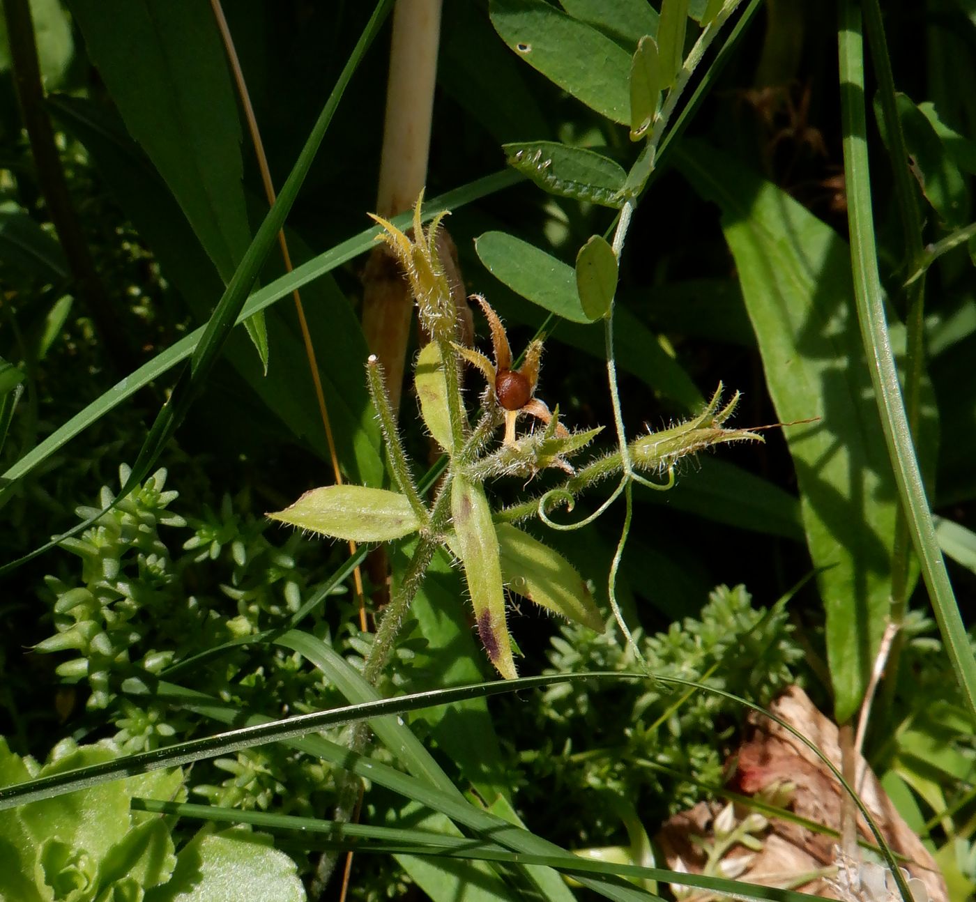 Image of Phlox stolonifera specimen.