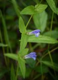 Scutellaria galericulata