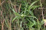 Cirsium setosum