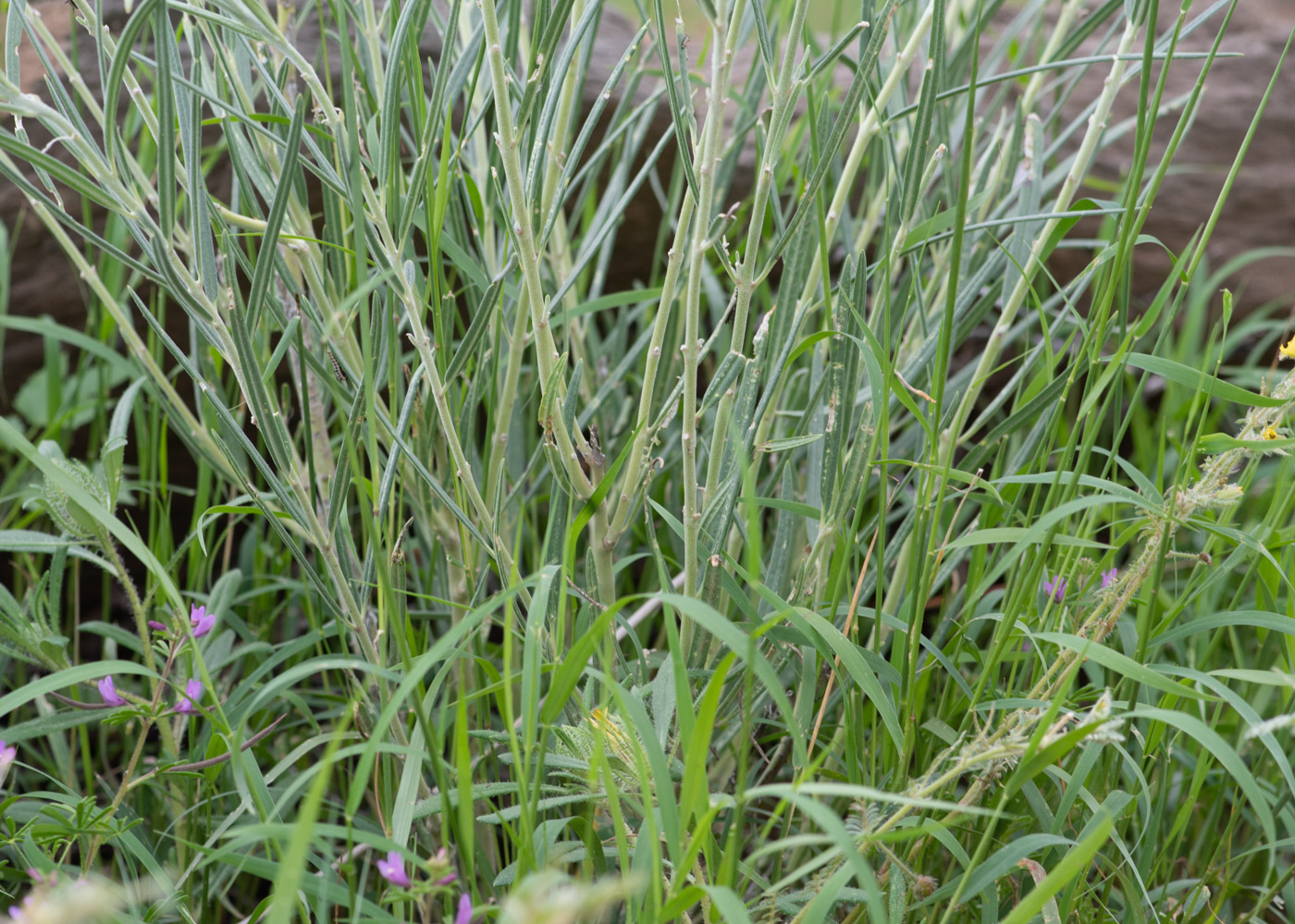 Image of Gomphocarpus tomentosus specimen.