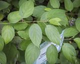Swida obliqua