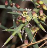 Colletia spinosissima. Часть ветки с бутонами и цветками. Перу, регион Куско, археологический комплекс \"Писак\", средняя часть склона восточной экспозиции, обочина пешеходной тропы. 12.10.2019.