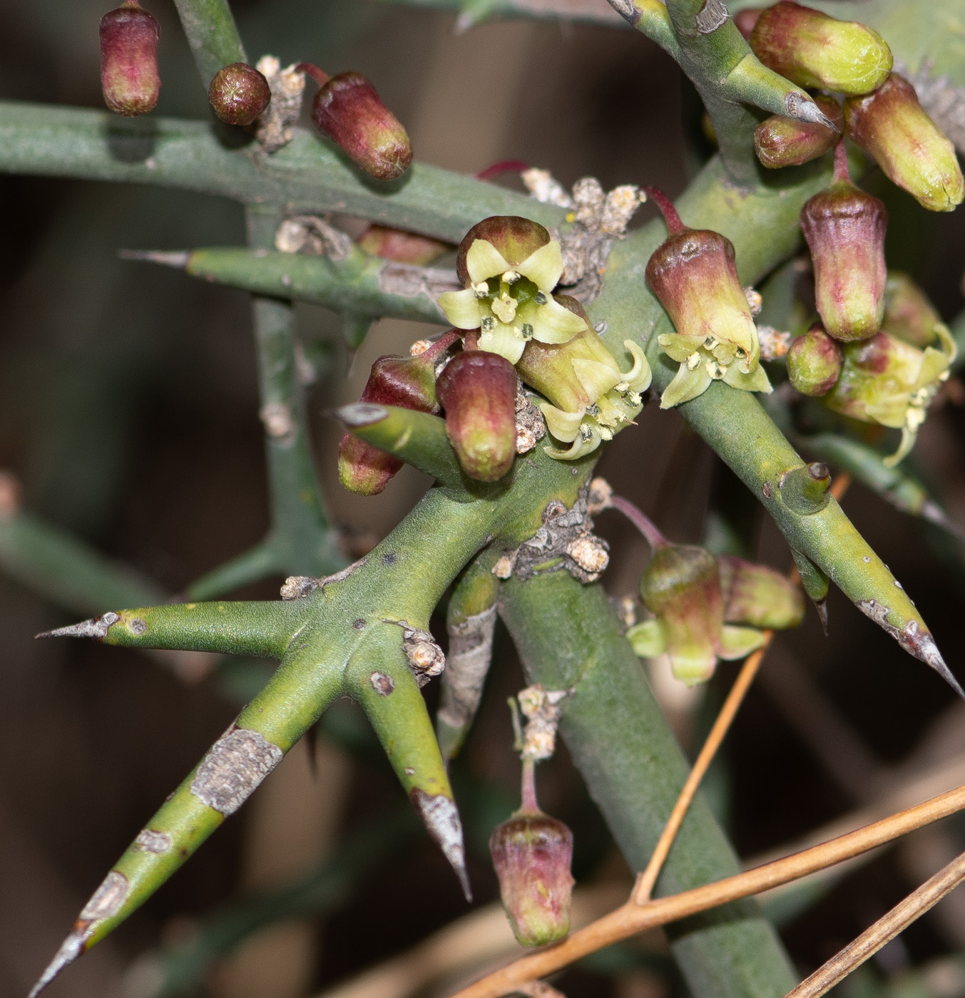 Image of Colletia spinosissima specimen.