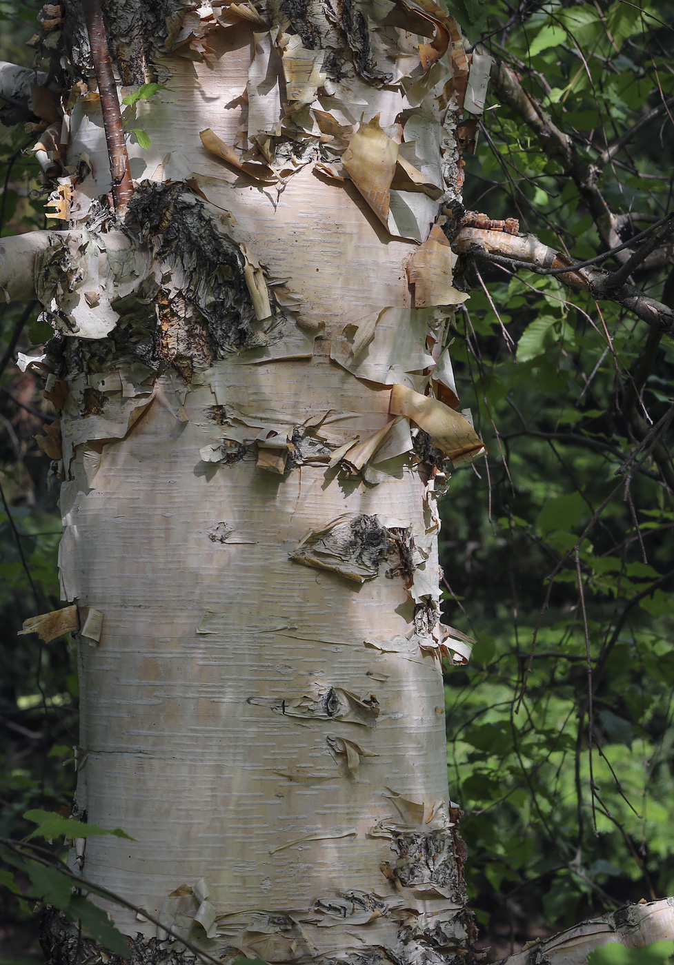 Image of Betula costata specimen.