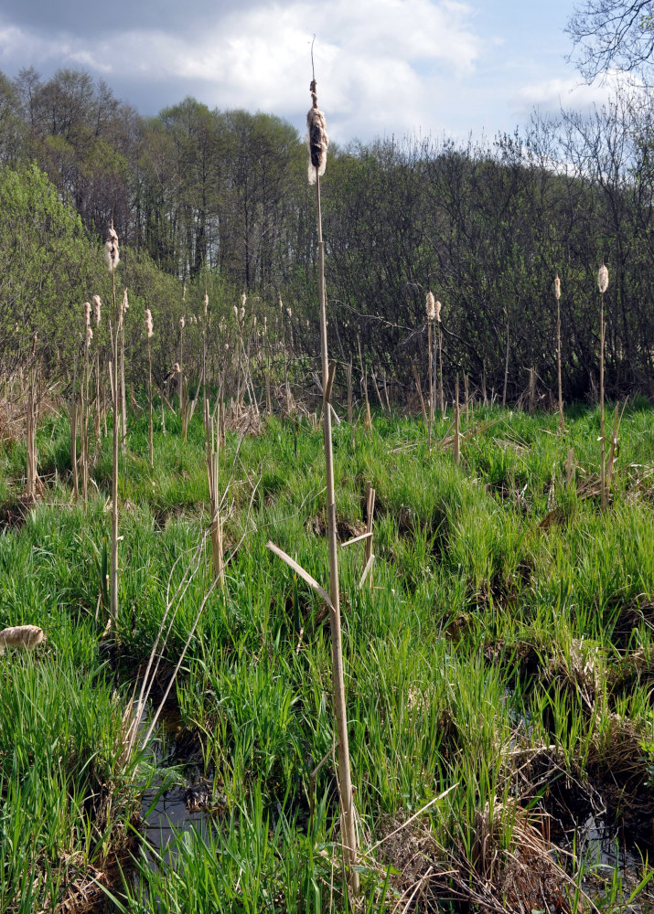 Изображение особи Typha latifolia.