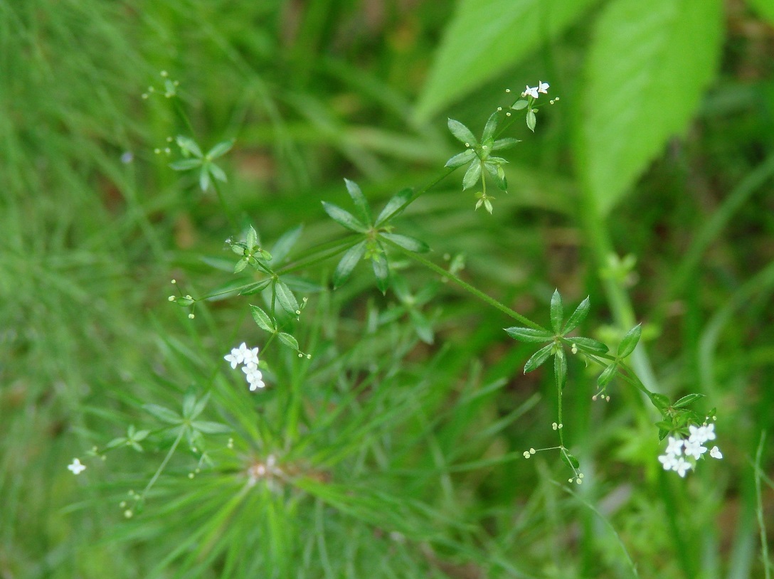 Изображение особи Galium uliginosum.