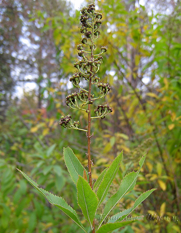 Image of Spiraea salicifolia specimen.