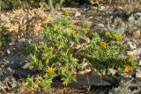 Scolymus hispanicus. Цветущее растение. Хорватия, Дубровник, гора Srd, травянистый склон с одиночными кустарниками. 28 августа 2010 г.