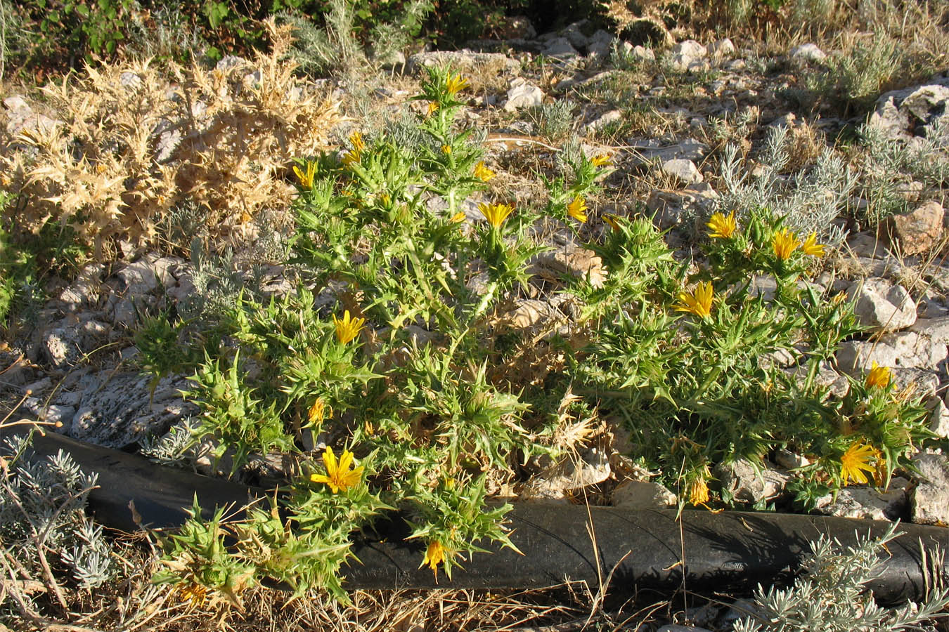 Изображение особи Scolymus hispanicus.