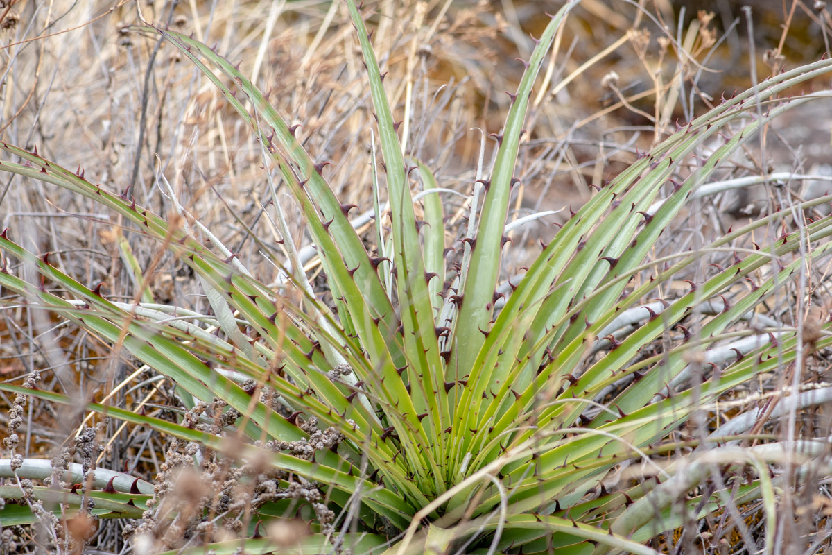 Изображение особи семейство Bromeliaceae.