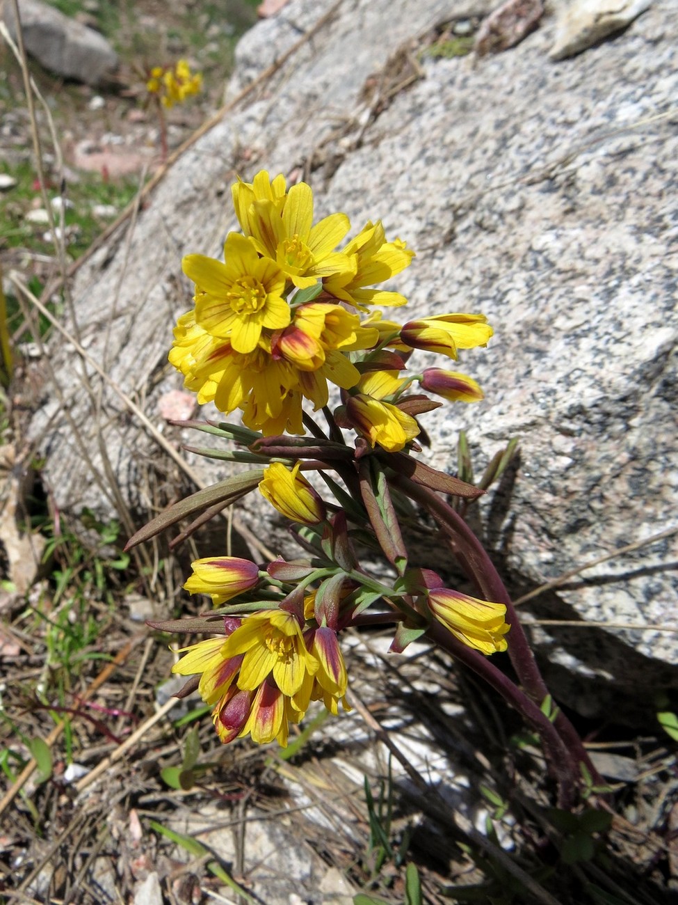 Image of Gymnospermium alberti specimen.