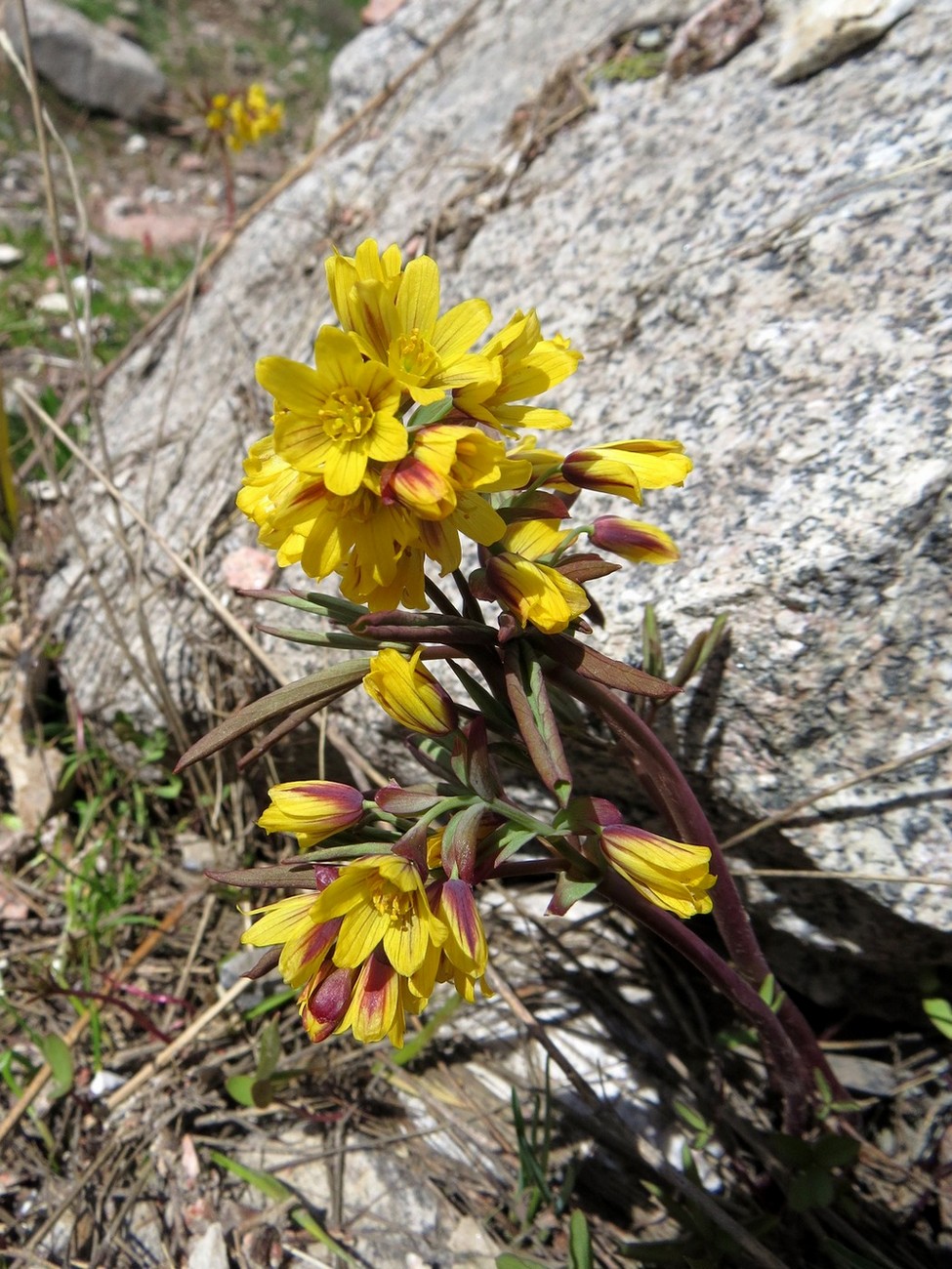 Изображение особи Gymnospermium alberti.