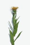 Inula aspera