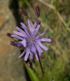 Lactuca sibirica. Цветущее и нераскрывшиеся соцветия. Красноярский край, Эвенкийский р-н, Государственный природный заповедник \"Тунгусский\", пр. берег р. Подкаменная Тунгуска, каменистый участок. 09.07.2013.