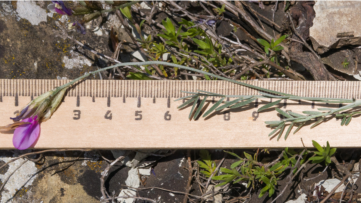 Image of Astragalus subuliformis specimen.