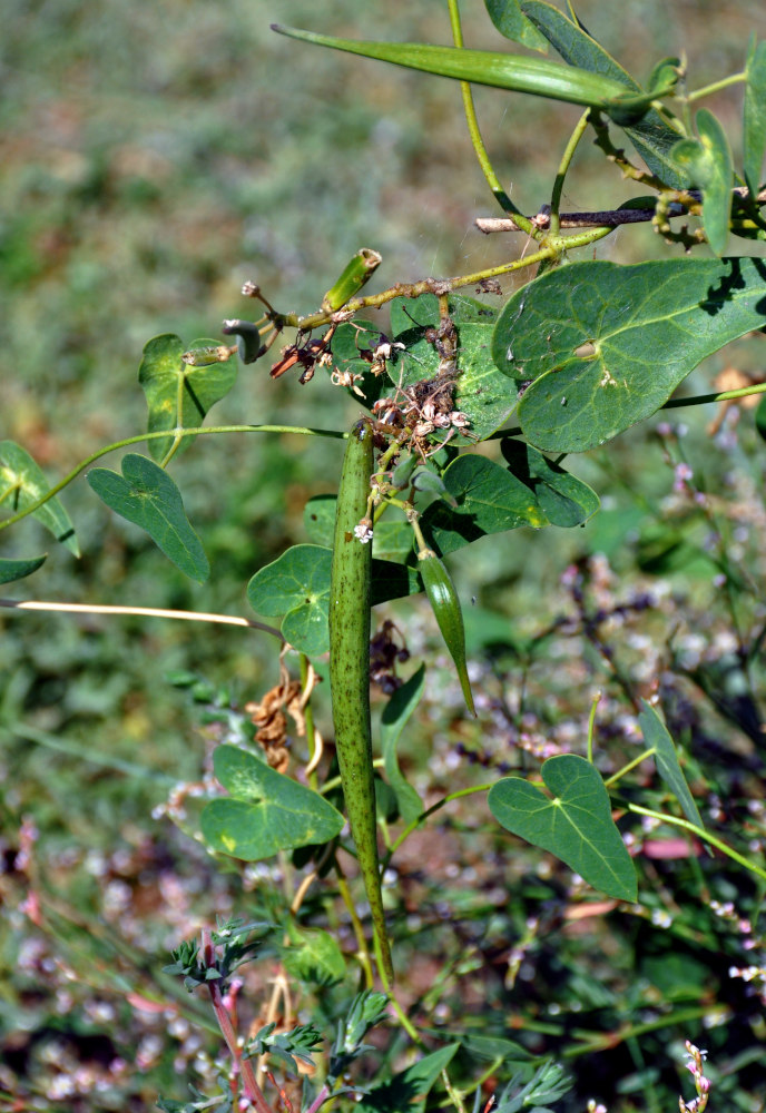 Image of Cynanchum acutum specimen.