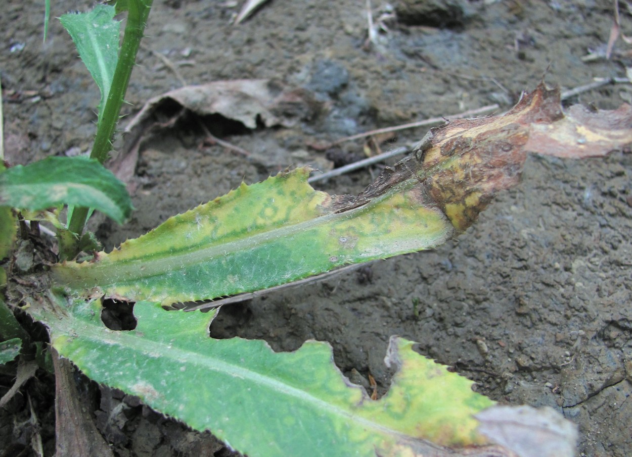 Image of Cirsium setosum specimen.