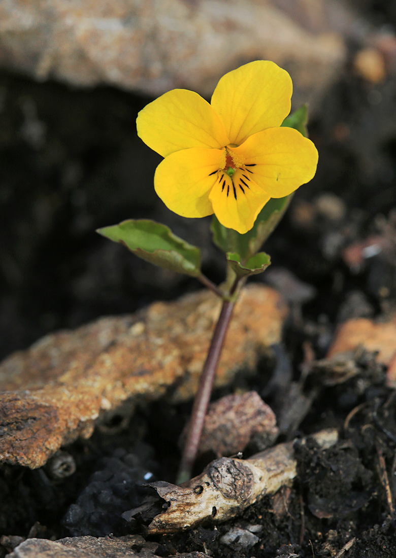 Image of Viola xanthopetala specimen.