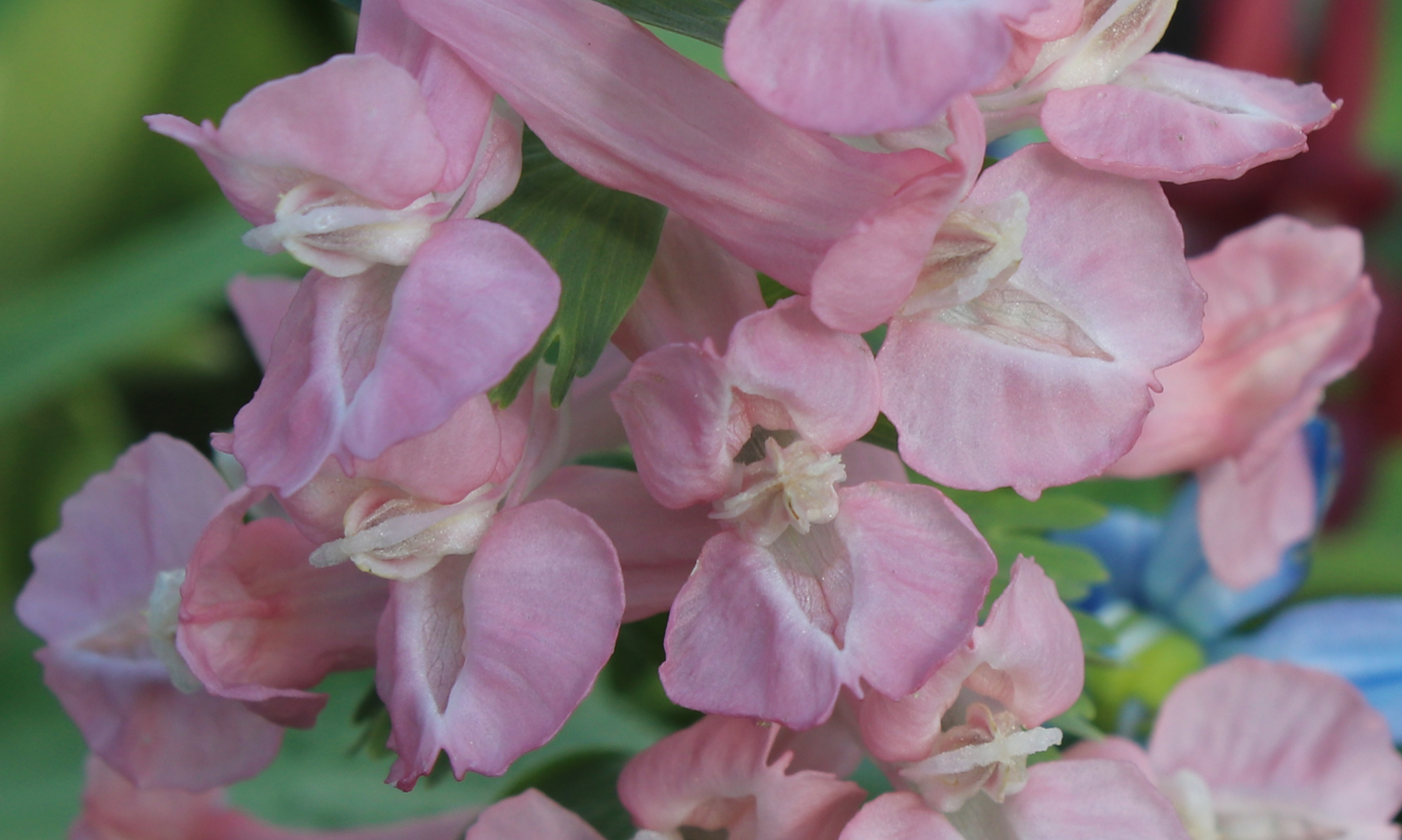 Image of Corydalis solida specimen.