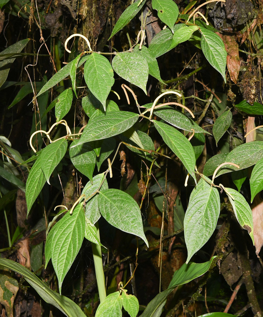 Image of Piper dumosum specimen.