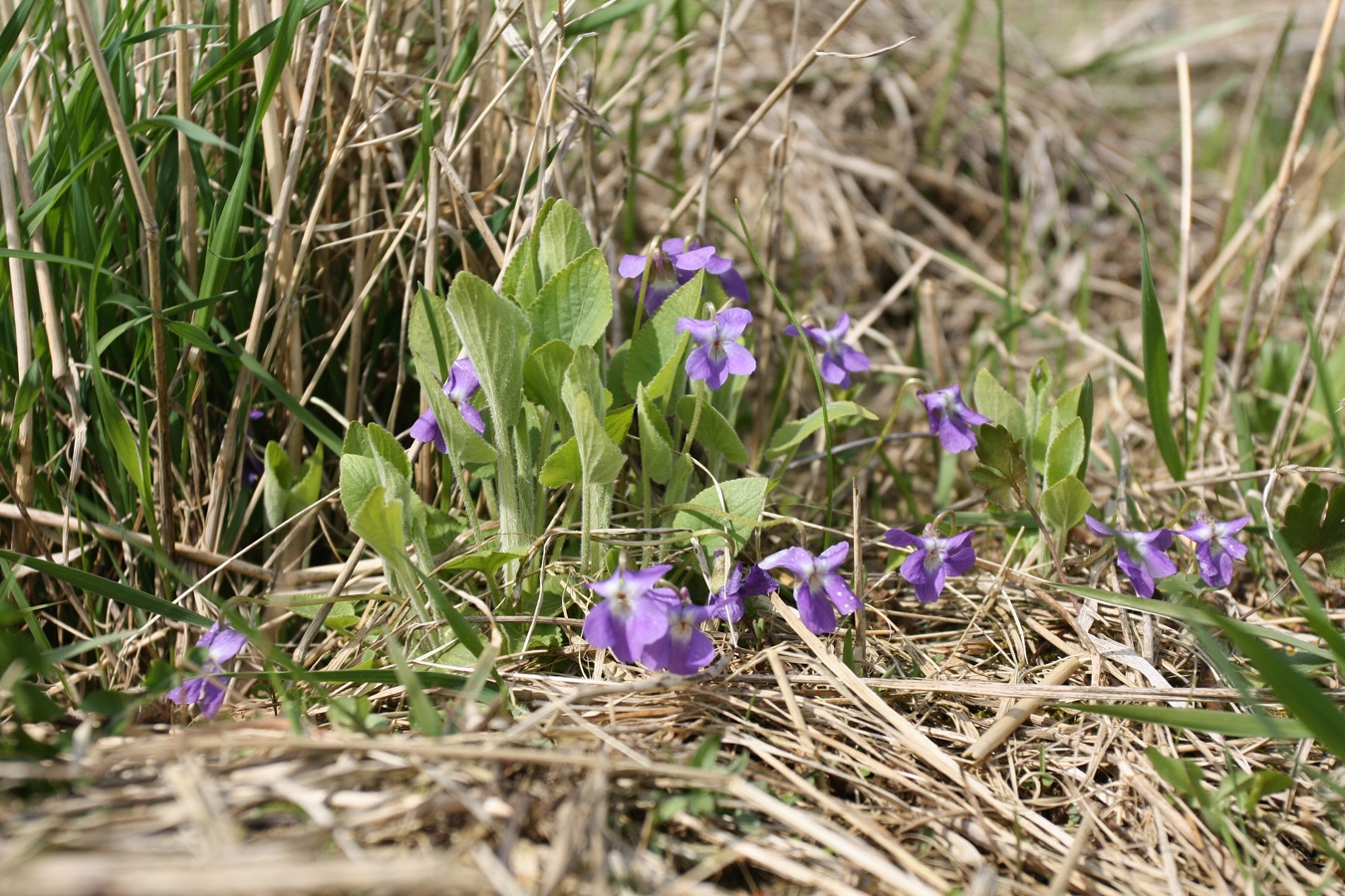 Image of Viola collina specimen.