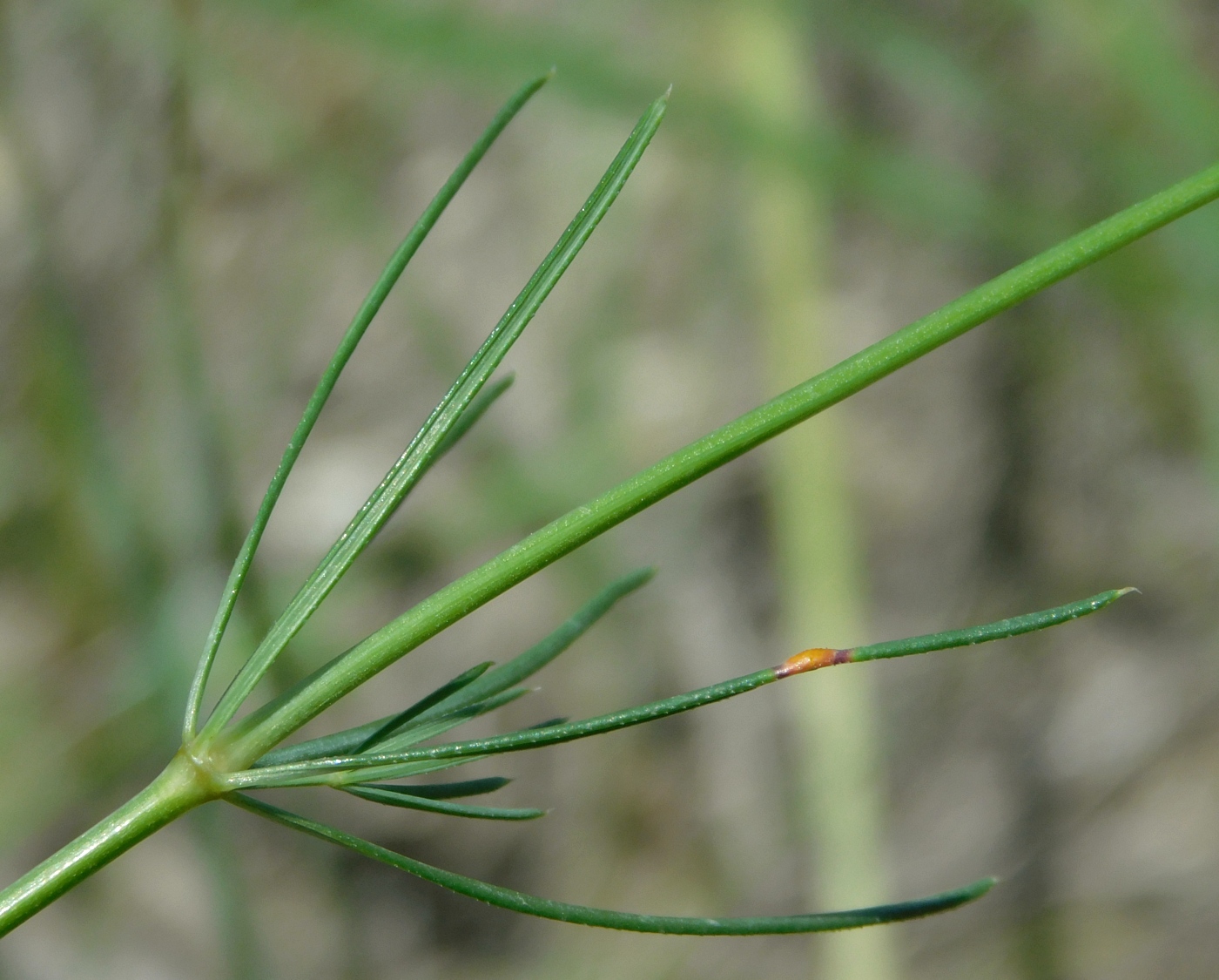 Изображение особи Galium octonarium.