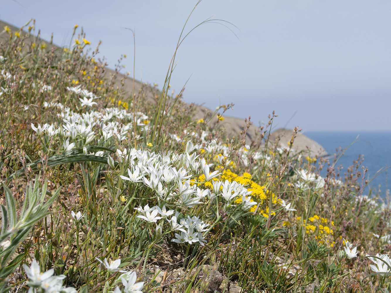 Изображение особи Ornithogalum navaschinii.