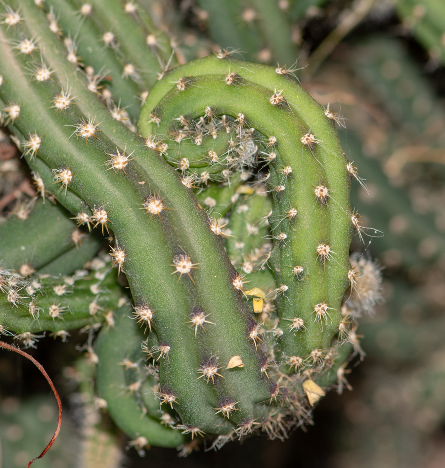 Изображение особи семейство Cactaceae.