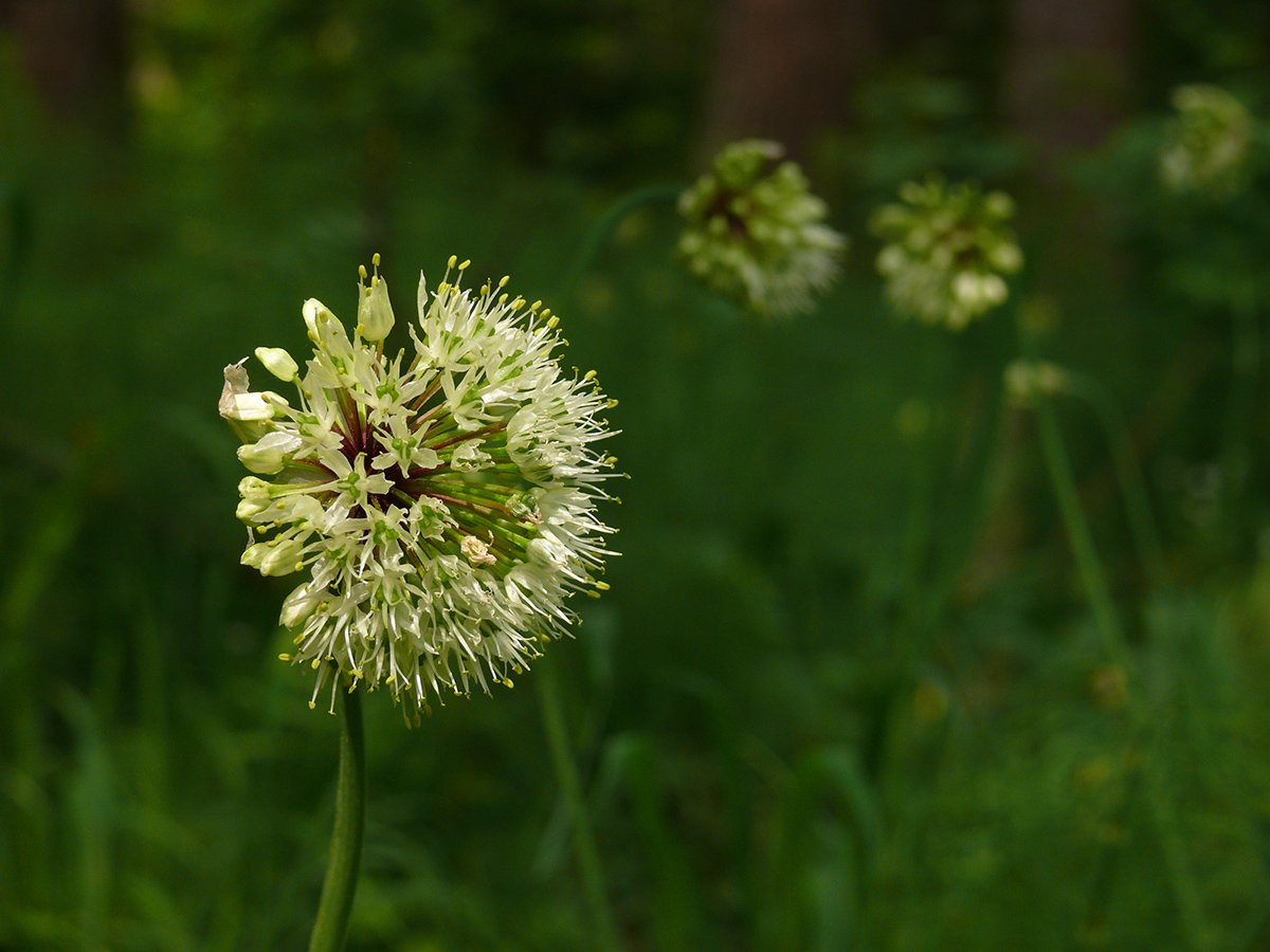 Image of Allium microdictyon specimen.