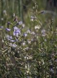 Astragalus silvisteppaceus. Верхушки цветущих побегов. Пермский край, Кунгурский р-н, ур. Подкаменная гора, пологий склон, разнотравный луг. 26.06.2021.