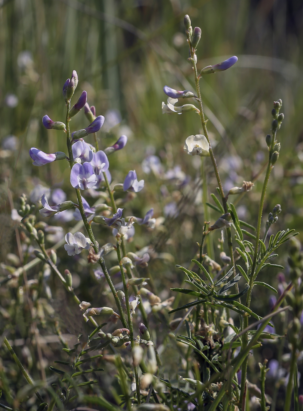 Image of Astragalus silvisteppaceus specimen.