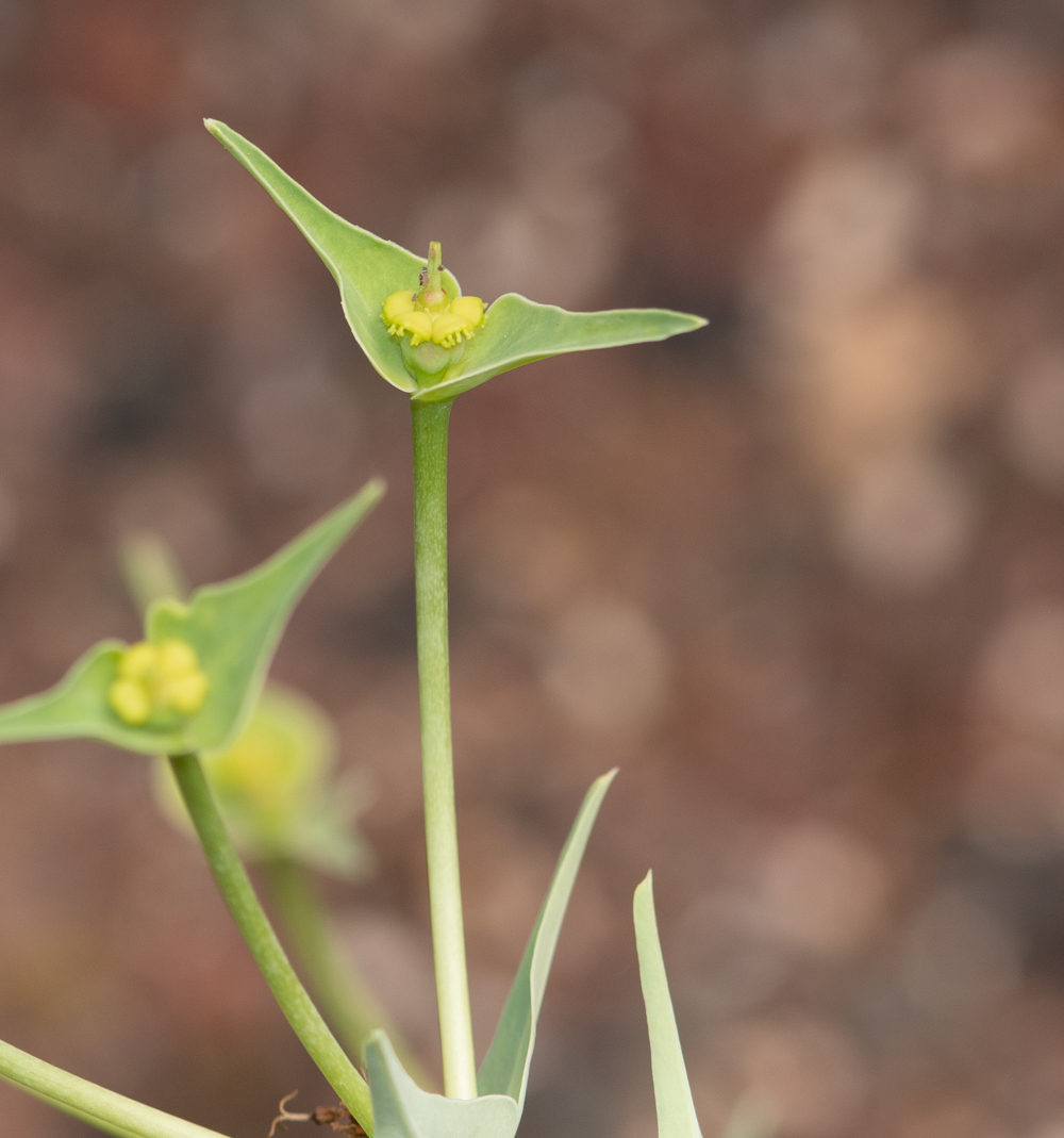 Image of Euphorbia monteiroi specimen.