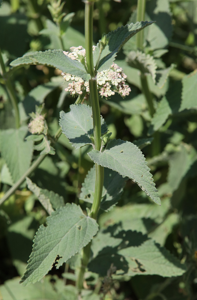 Image of Nepeta grandiflora specimen.