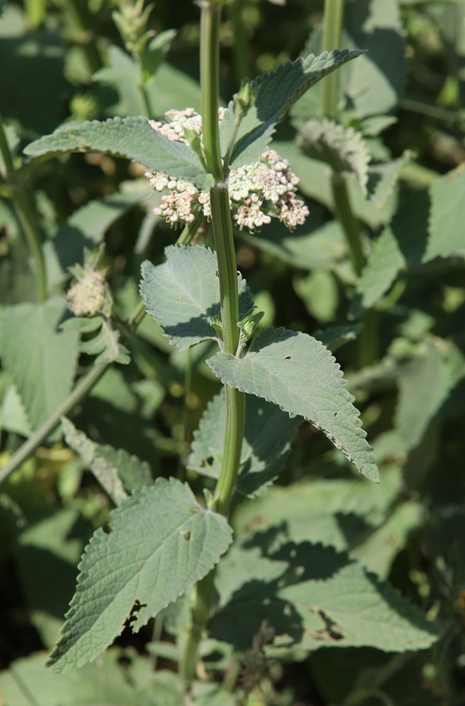 Изображение особи Nepeta grandiflora.