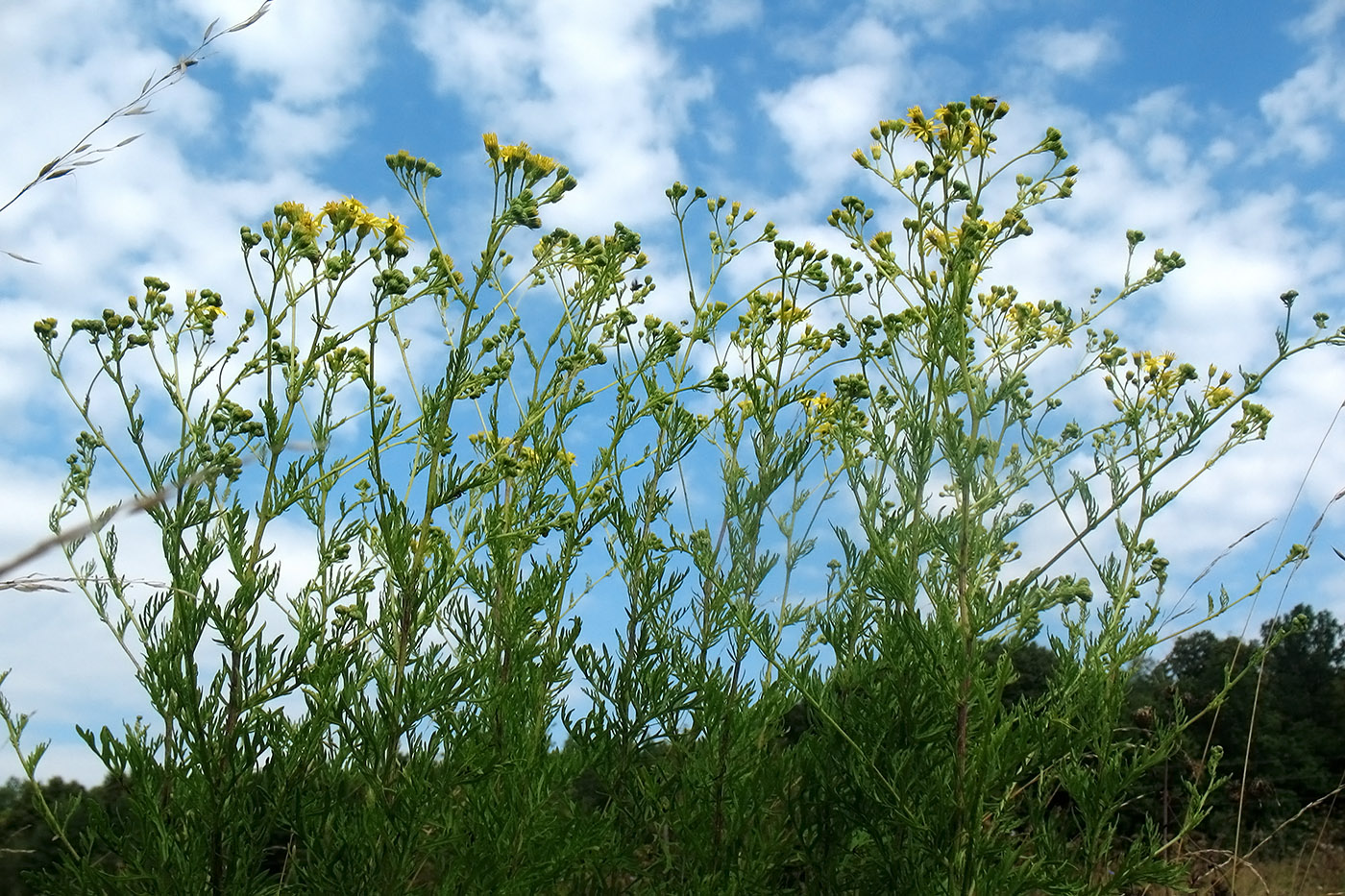 Image of Senecio erucifolius specimen.