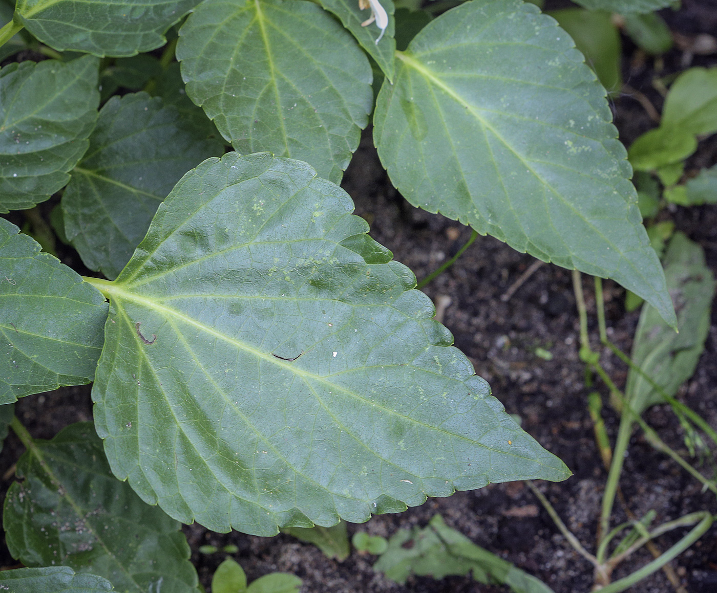 Image of Salvia splendens specimen.