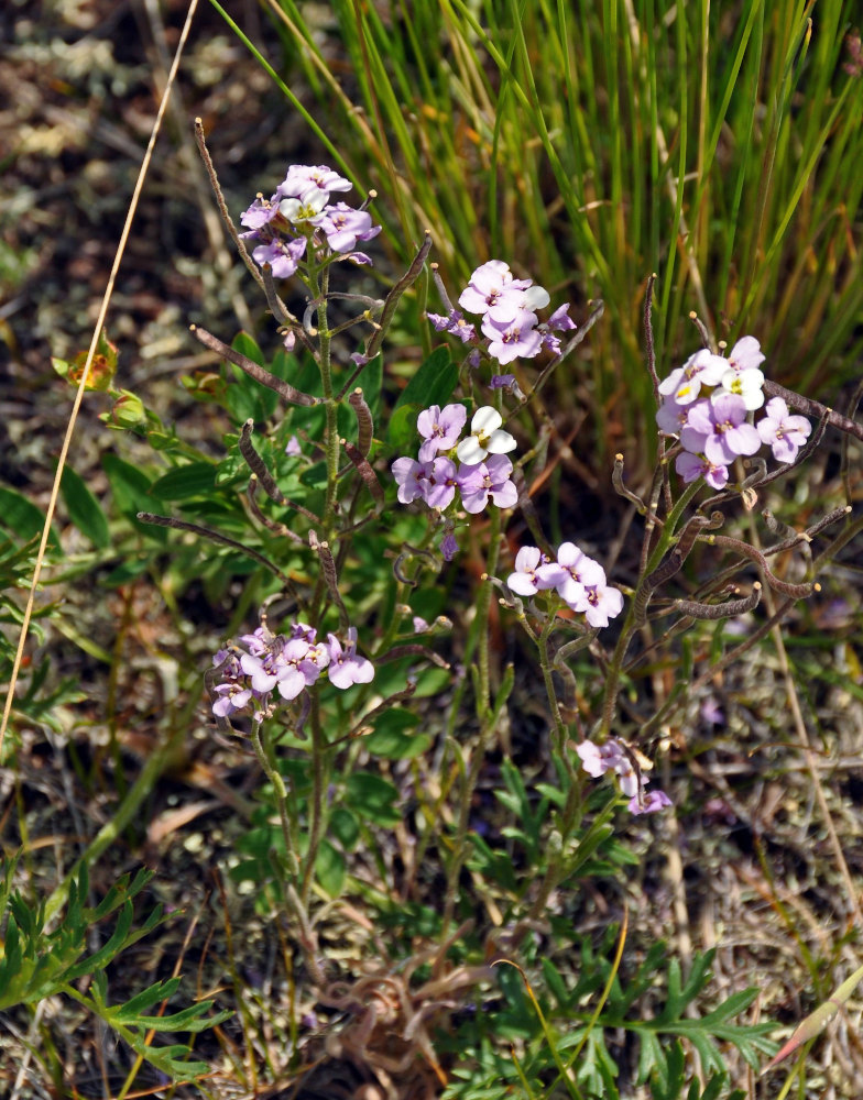 Image of Stevenia incarnata specimen.