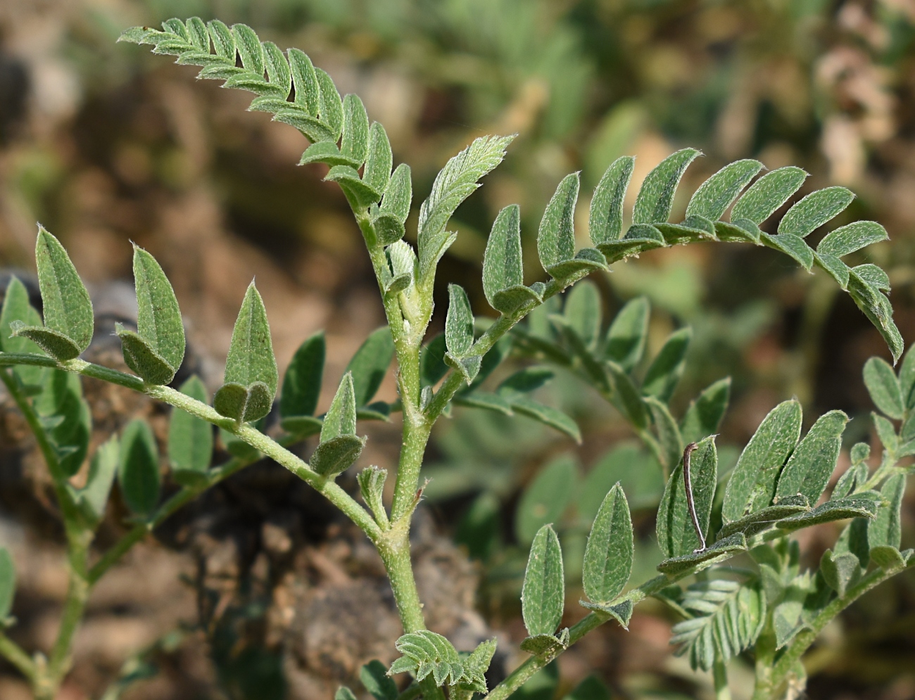 Image of Astragalus cicer specimen.