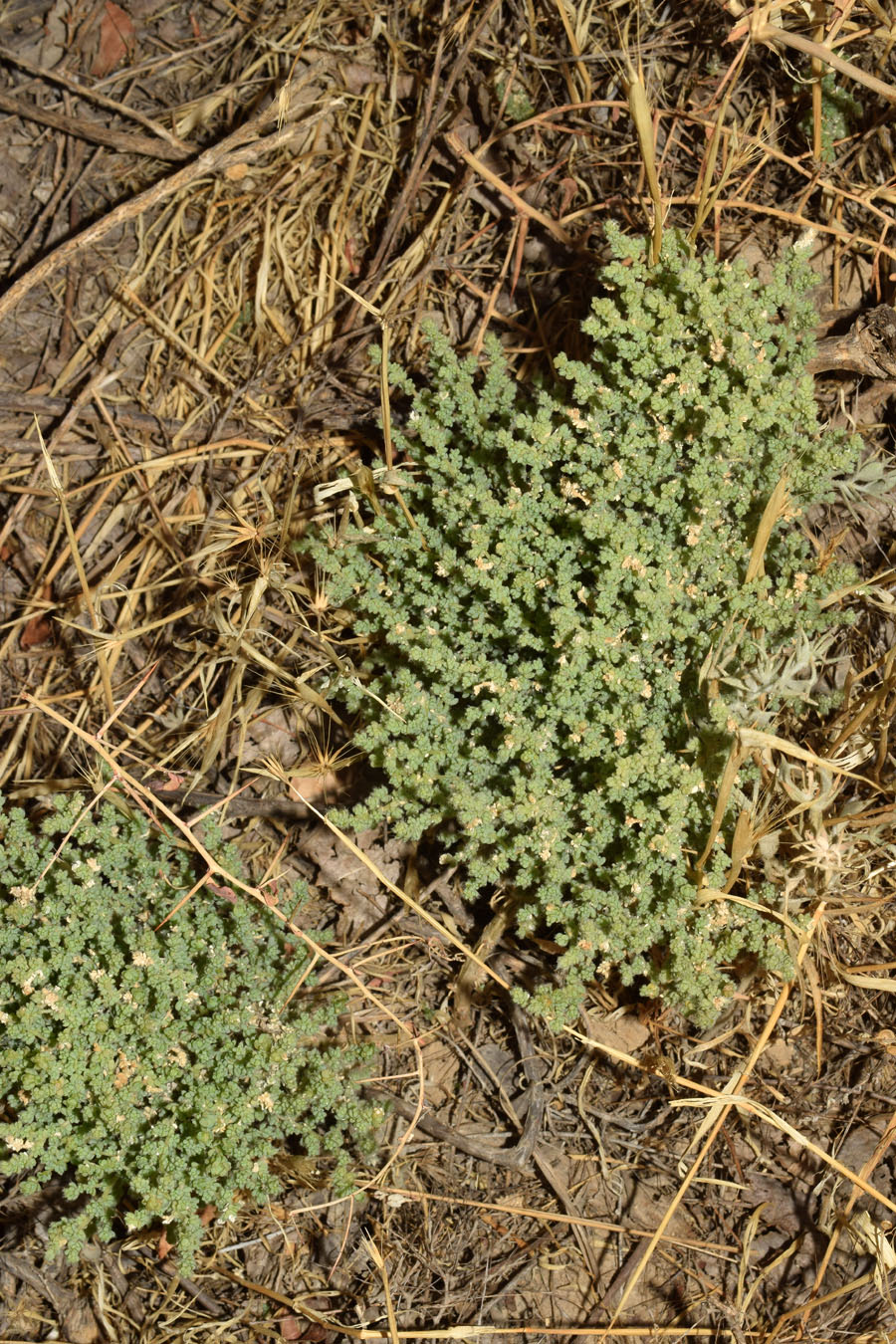 Image of Salsola dendroides specimen.