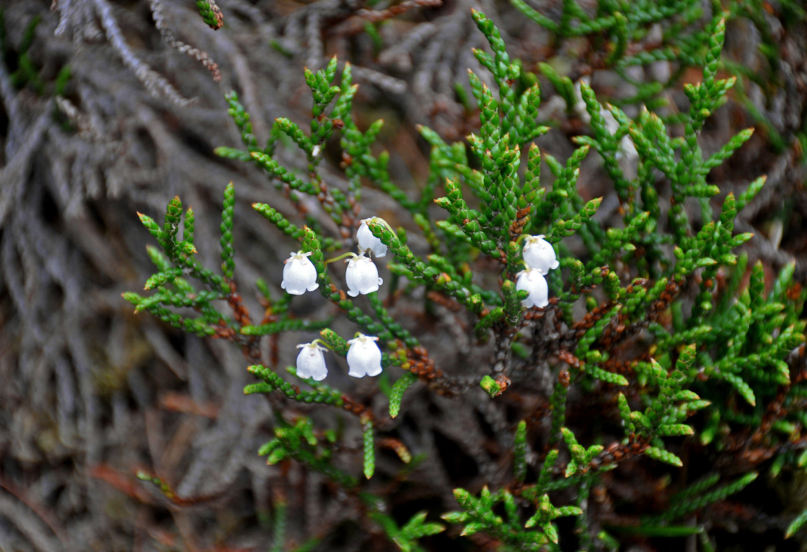 Image of Cassiope redowskii specimen.