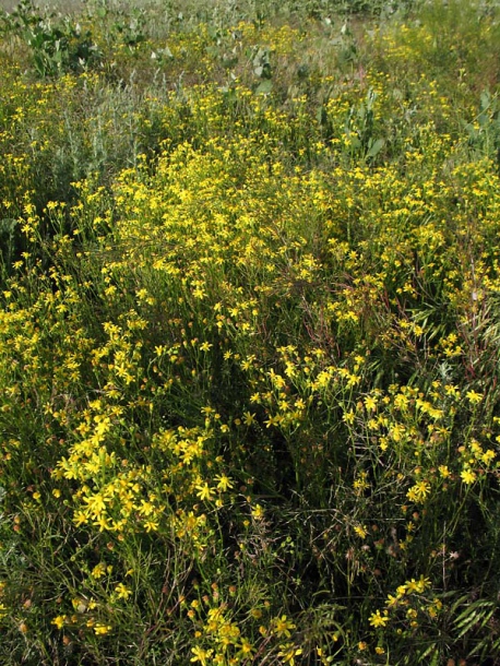 Изображение особи Senecio noeanus.