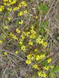 Erysimum repandum