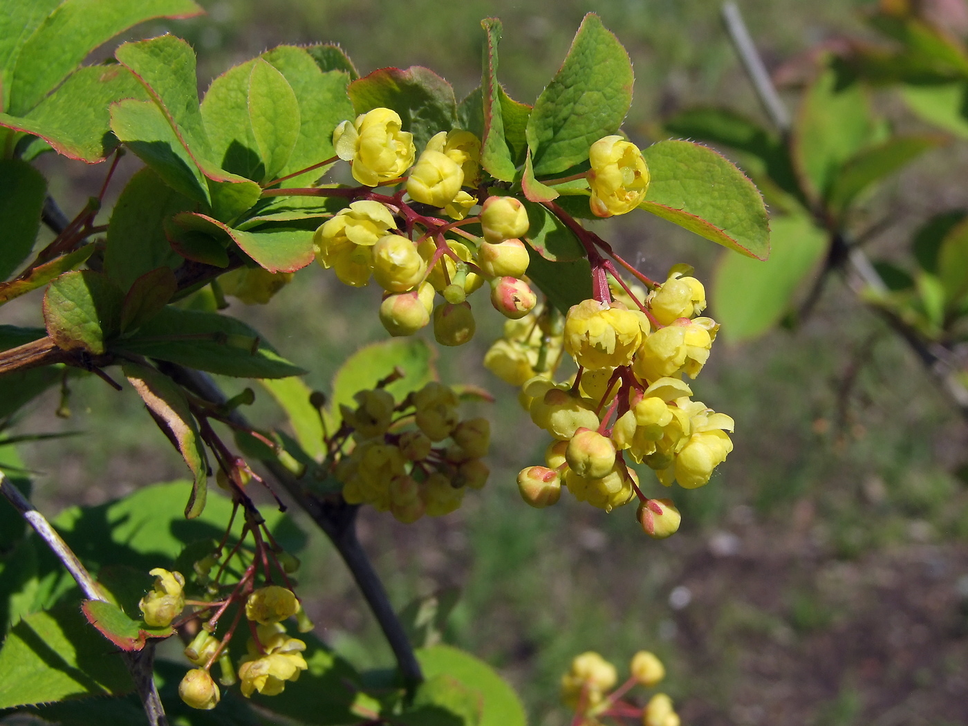 Image of Berberis vulgaris specimen.